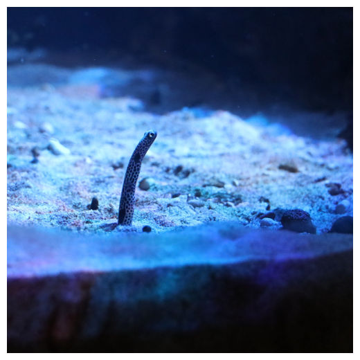 pieni ankerias kurkistaa merenpohjasta sinisävyisessä vedessä